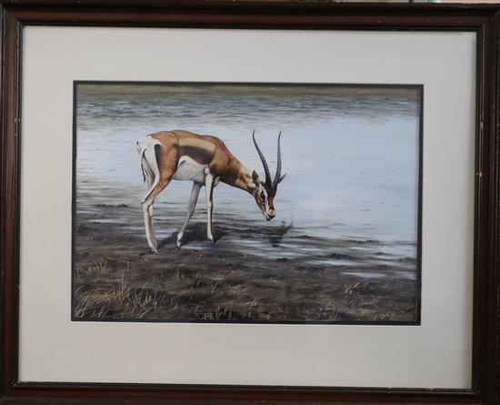 Alan M. Hunt (1947-) Study of a gazelle watering 12.5 x 18in.